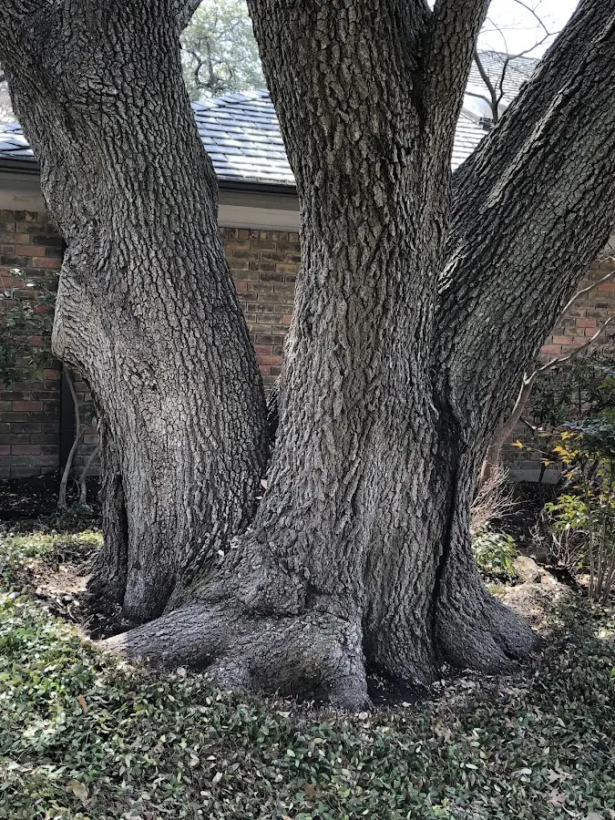 Mature heritage tree close to a Hope property cared for by certified arborists